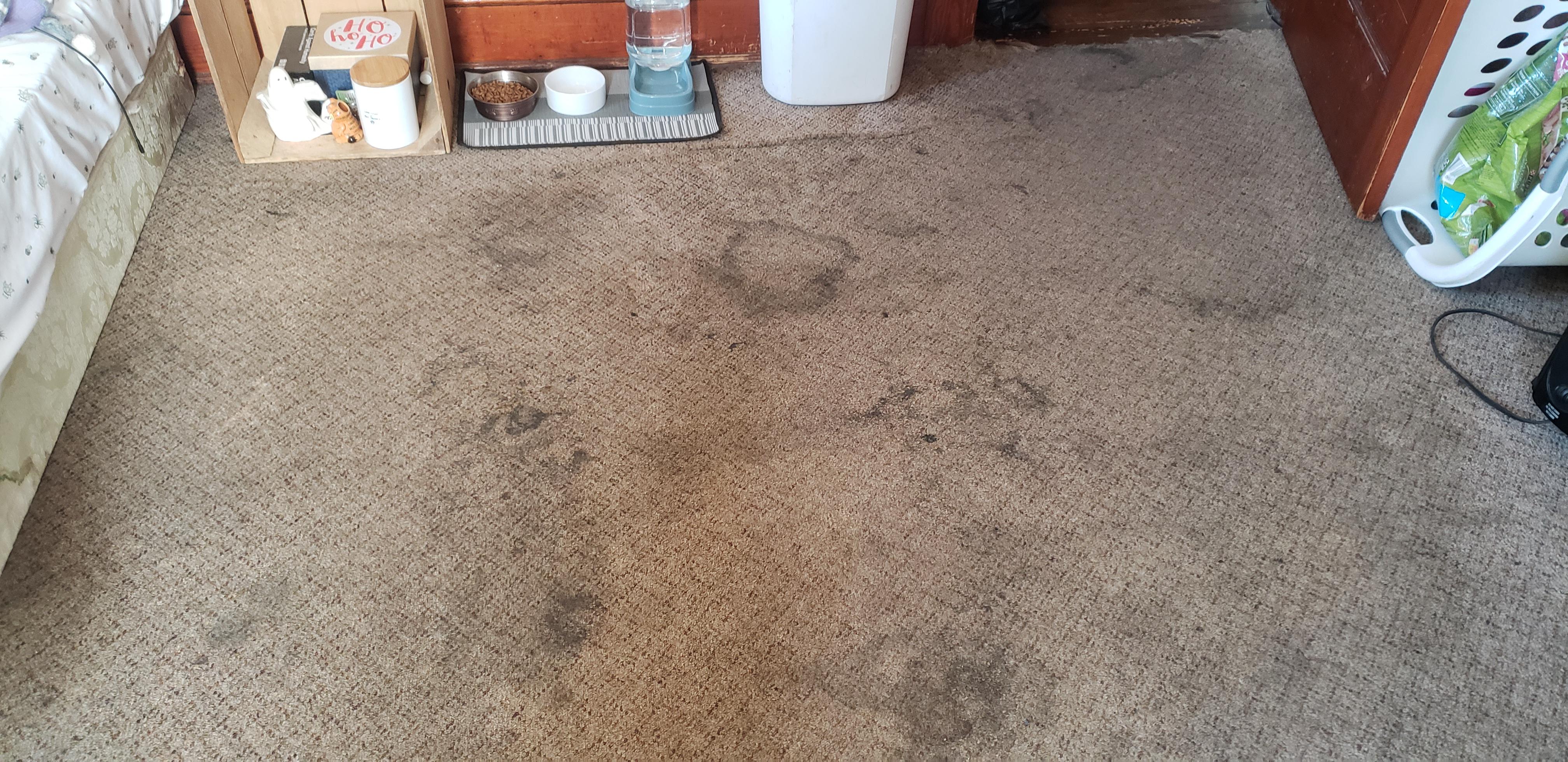 Before - Carpet Deep Cleaning