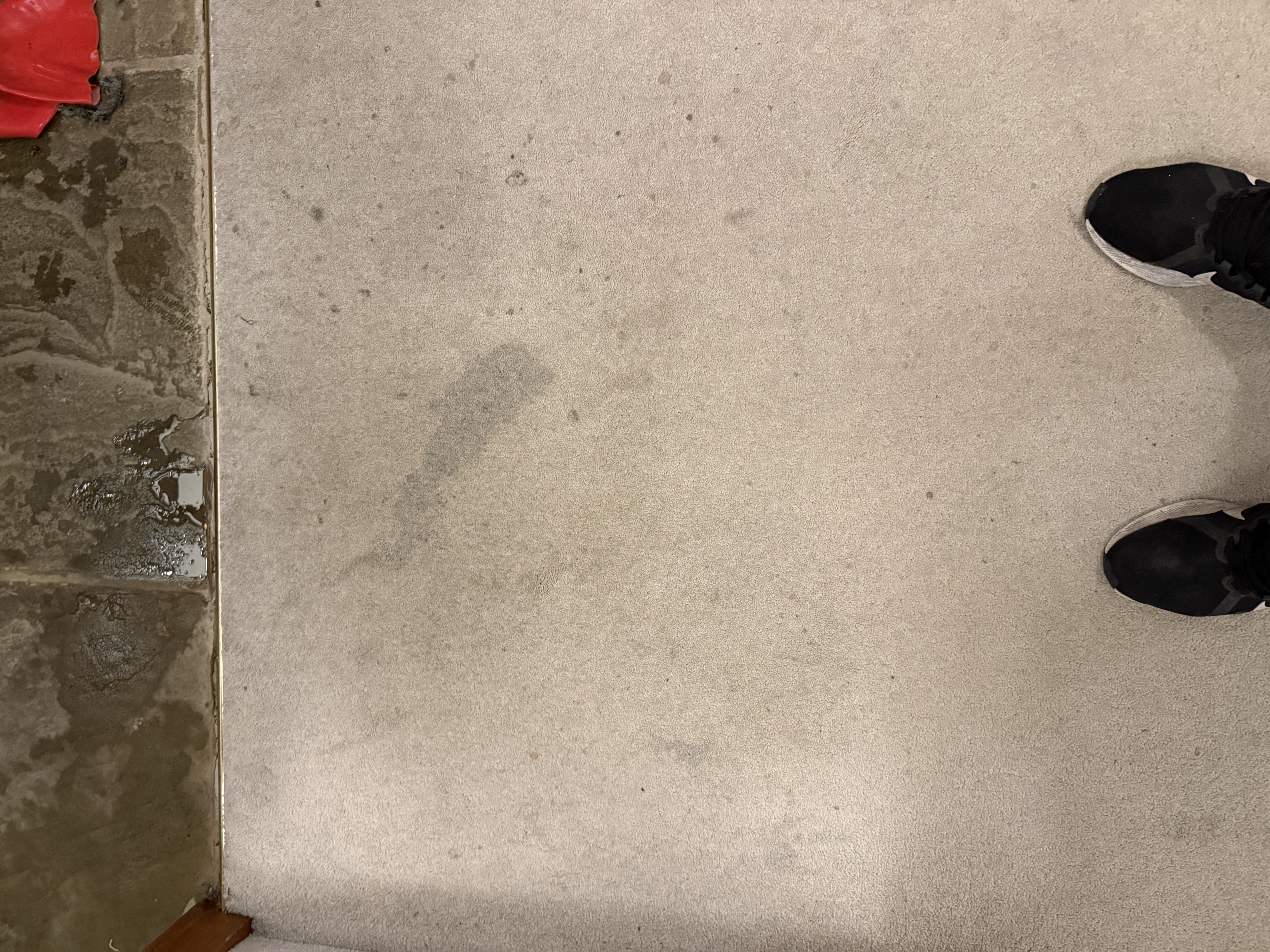 Clean and restored carpets